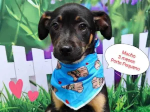 Cachorro raça SRD-ViraLata idade 2 a 6 meses nome Yan 