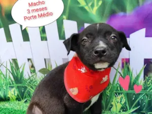 Cachorro raça SRD-ViraLata idade 2 a 6 meses nome Rex