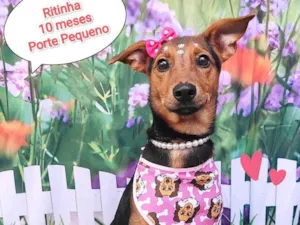 Cachorro raça SRD-ViraLata idade 7 a 11 meses nome Ritinha