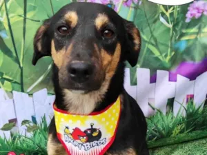 Cachorro raça SRD-ViraLata idade 1 ano nome Zeca