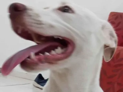 Cachorro raça Pitbull rasiado idade 7 a 11 meses nome Zeus