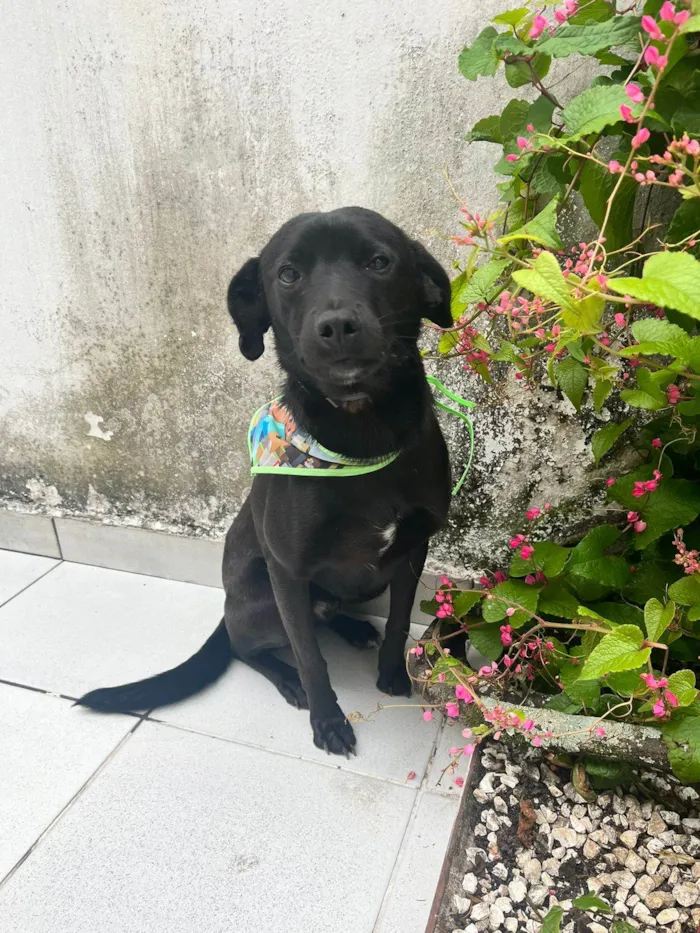 Cachorro ra a Srd idade 1 ano nome Neguinho