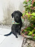 Neguinho