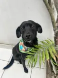 Neguinho
