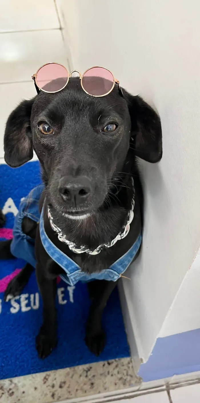 Cachorro ra a Srd idade 1 ano nome Neguinho