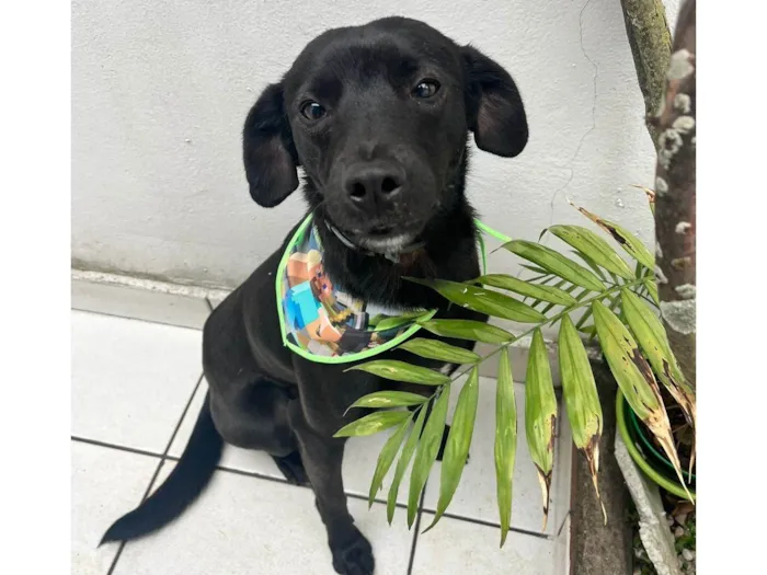 Cachorro ra a Srd idade 1 ano nome Neguinho
