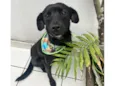 Neguinho