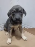 Mulan