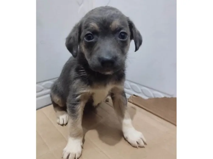 Cachorro ra a Srd idade 2 a 6 meses nome Mulan