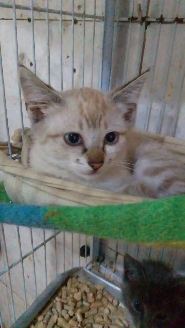 Gato ra a Srd idade 2 a 6 meses nome ..