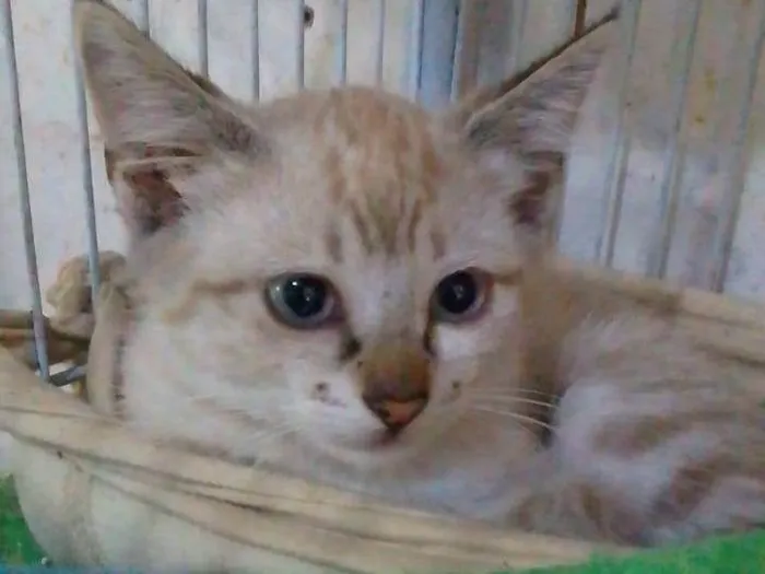 Gato ra a Srd idade 2 a 6 meses nome ..