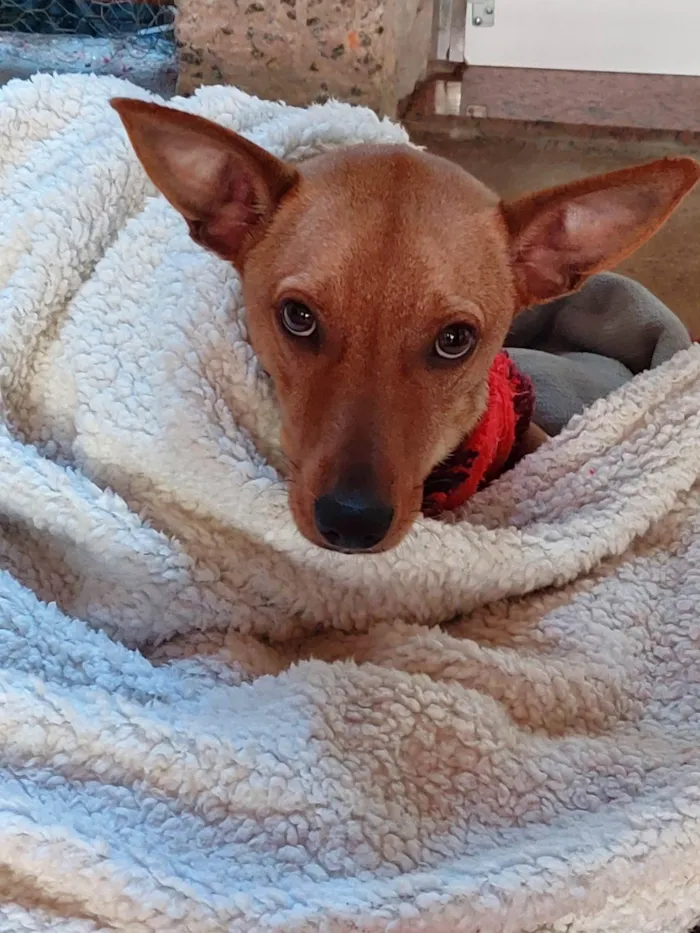 Cachorro ra a Vira lata idade 1 ano nome Toyer