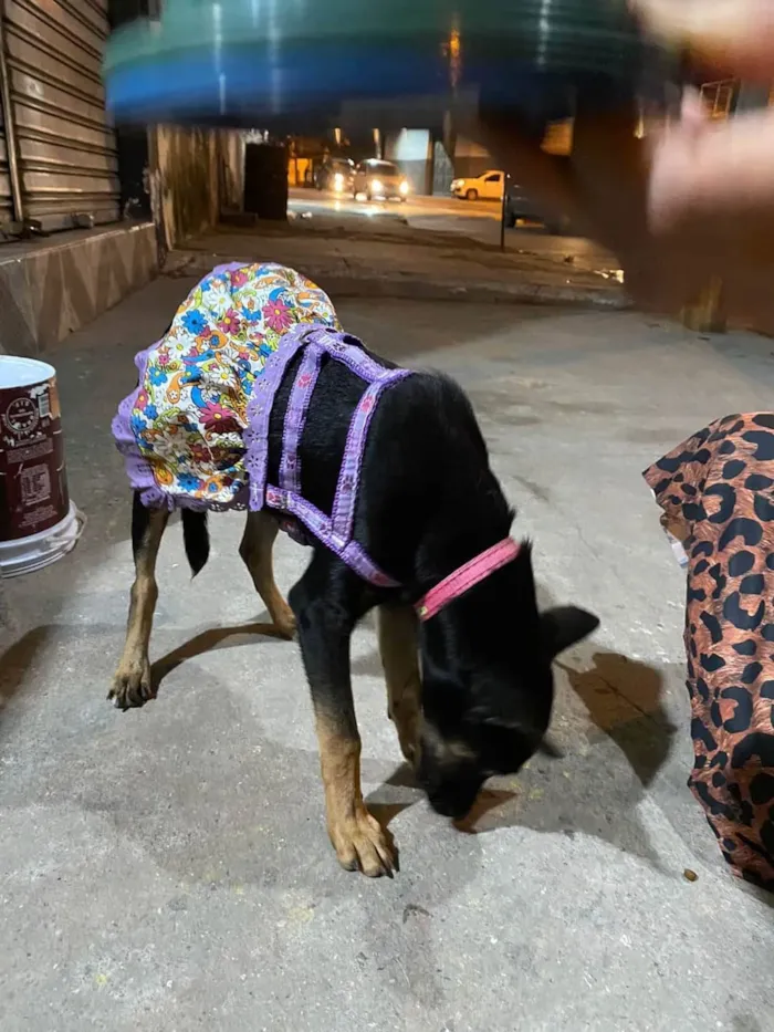 Cachorro ra a SRD-ViraLata idade 2 a 6 meses nome Antonia 