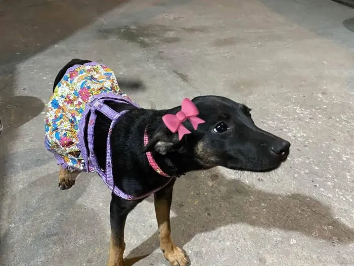 Cachorro ra a SRD-ViraLata idade 2 a 6 meses nome Antonia 