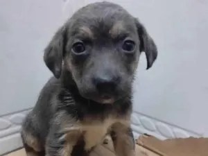 Cachorro raça Srd idade 2 a 6 meses nome Mulan