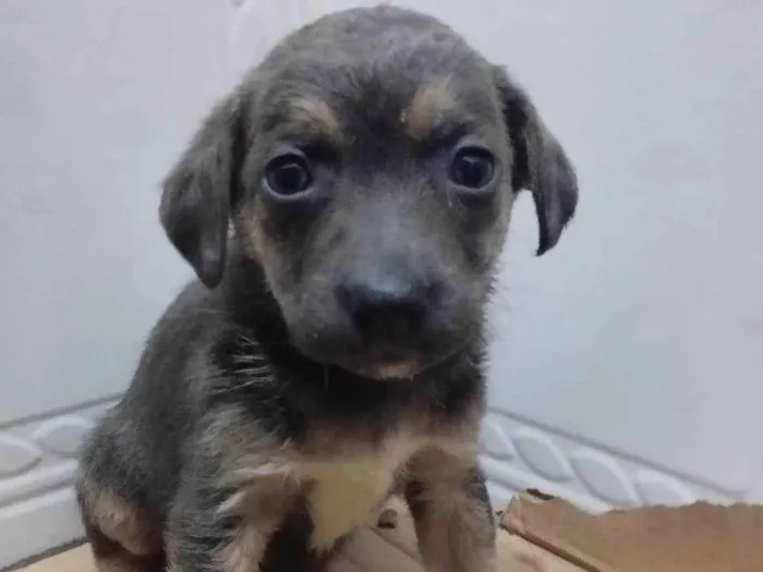 Cachorro ra a Srd idade 2 a 6 meses nome Mulan