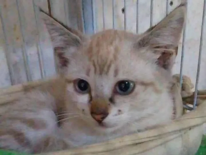 Gato ra a Srd idade 2 a 6 meses nome ..