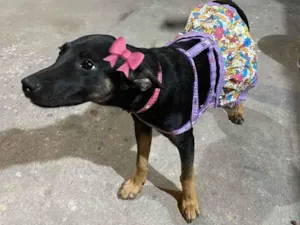 Cachorro raça SRD-ViraLata idade 2 a 6 meses nome Antonia 