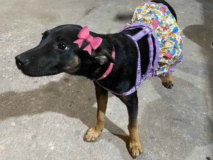 Cachorro ra a SRD-ViraLata idade 2 a 6 meses nome Antonia 