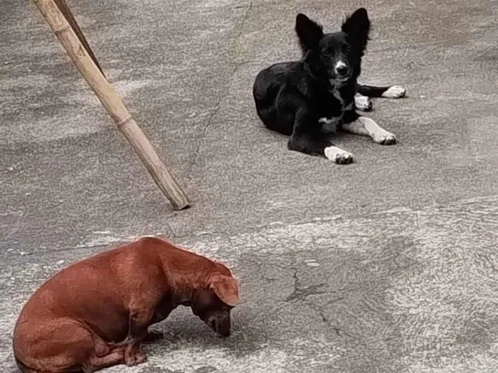 Cachorro ra a SRD-ViraLata idade 7 a 11 meses nome Pandora 