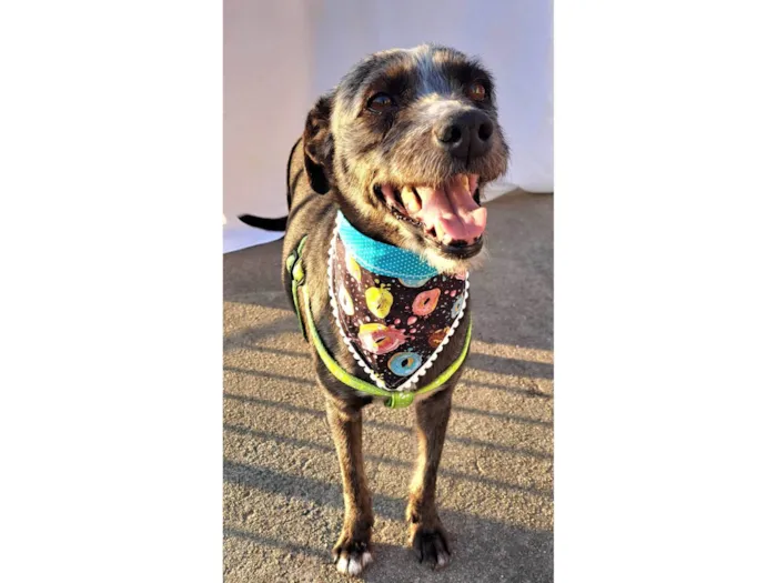 Cachorro ra a SRD-ViraLata idade 2 anos nome Berenice