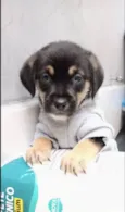 Romeu bb50dias lindo porte Pequeno 