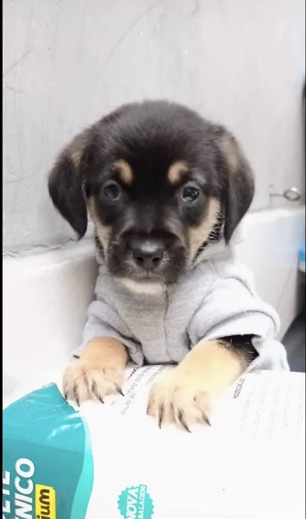 Cachorro ra a SRD-ViraLata idade Abaixo de 2 meses nome Romeu bb50dias lindo porte Pequeno 