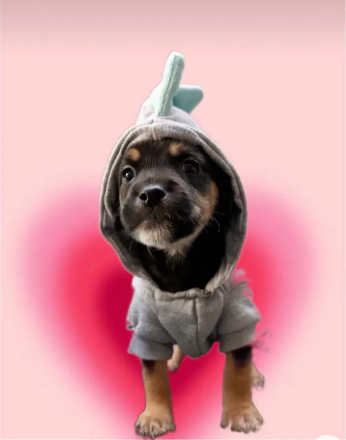 Cachorro ra a SRD-ViraLata idade Abaixo de 2 meses nome Romeu bb50dias lindo porte Pequeno 