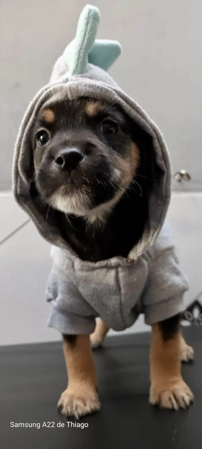 Cachorro ra a SRD-ViraLata idade Abaixo de 2 meses nome Romeu bb50dias lindo porte Pequeno 