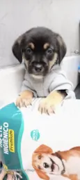 Romeu bb50dias lindo porte Pequeno 