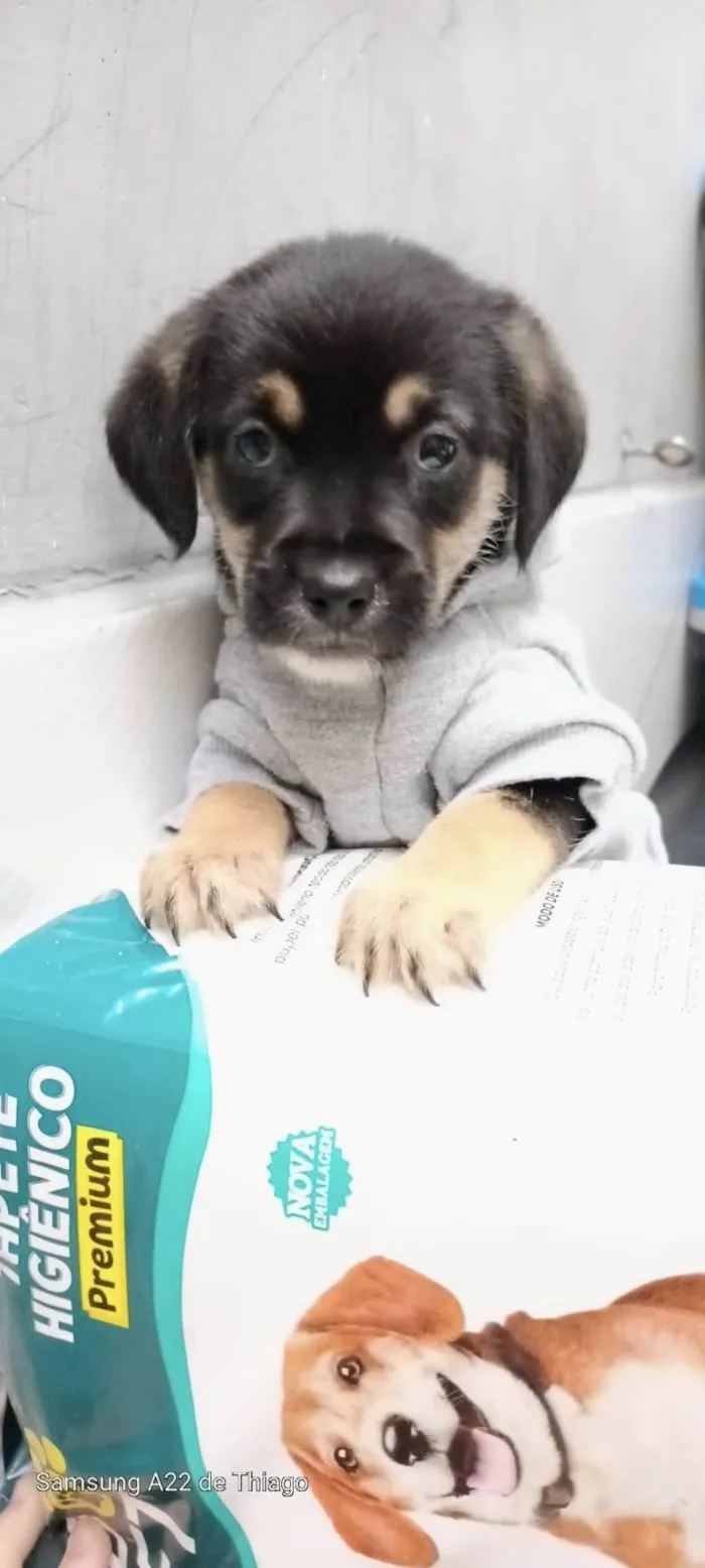 Cachorro ra a SRD-ViraLata idade Abaixo de 2 meses nome Romeu bb50dias lindo porte Pequeno 
