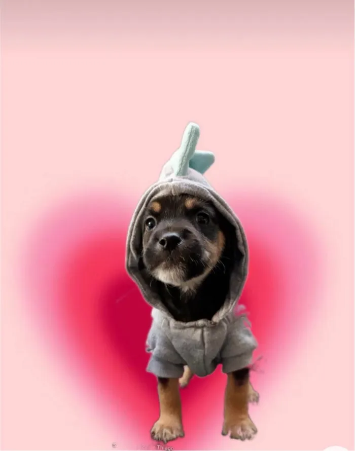 Cachorro ra a SRD-ViraLata idade Abaixo de 2 meses nome Romeu bb50dias lindo porte Pequeno 
