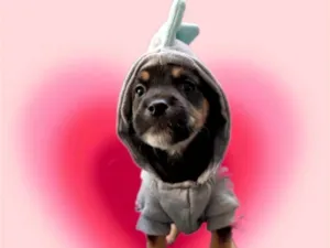 Cachorro raça SRD-ViraLata idade Abaixo de 2 meses nome Romeu bb50dias lindo porte Pequeno 