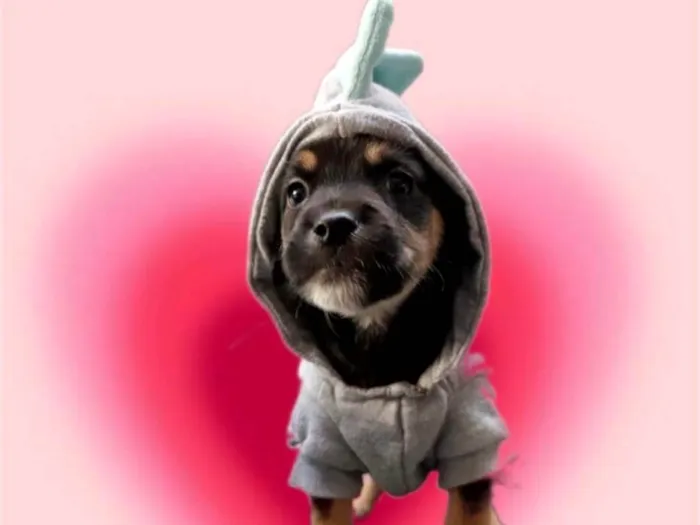 Cachorro ra a SRD-ViraLata idade Abaixo de 2 meses nome Romeu bb50dias lindo porte Pequeno 
