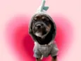 Romeu bb50dias lindo porte Pequeno