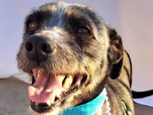 Cachorro raça SRD-ViraLata idade 2 anos nome Berenice