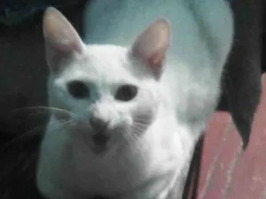 Gato raça SRD-ViraLata idade 7 a 11 meses nome MINGAU