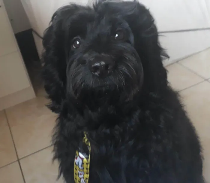Cachorro ra a Cockapoo (Poodle + cokspen) idade 5 anos nome Black