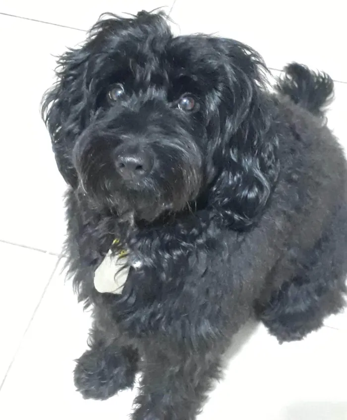 Cachorro ra a Cockapoo (Poodle + cokspen) idade 5 anos nome Black