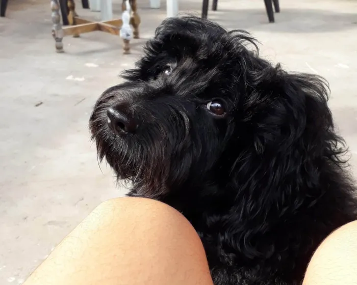 Cachorro ra a Cockapoo (Poodle + cokspen) idade 5 anos nome Black