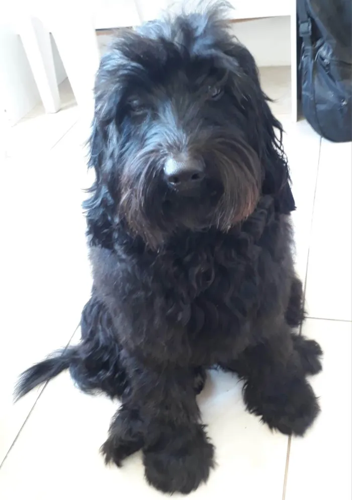 Cachorro ra a Cockapoo (Poodle + cokspen) idade 5 anos nome Black