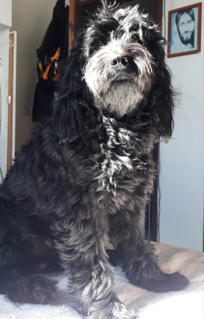Cachorro ra a Cockapoo (Poodle + cokspen) idade 5 anos nome Black