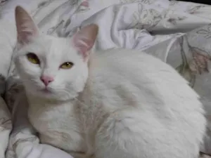 Gato raça SRD-ViraLata idade 7 a 11 meses nome FLOR