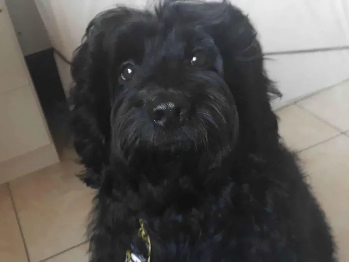 Cachorro ra a Cockapoo (Poodle + cokspen) idade 5 anos nome Black