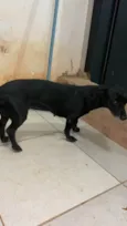 Alegria