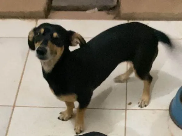 Cachorro ra a SRD-ViraLata idade 4 anos nome ESPERANÇA