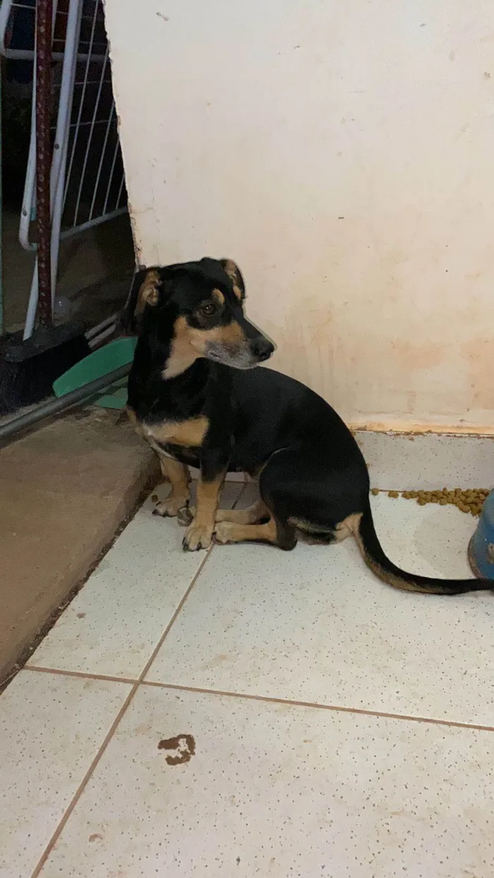 Cachorro ra a SRD-ViraLata idade 4 anos nome ESPERANÇA