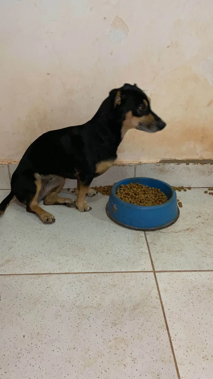 Cachorro ra a SRD-ViraLata idade 4 anos nome ESPERANÇA