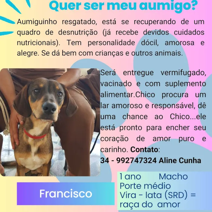 Cachorro ra a SRD-ViraLata idade 1 ano nome Francisco