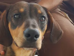 Cachorro raça SRD-ViraLata idade 1 ano nome Francisco